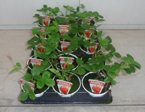 Fragola Rifiorente " Ania " , Fragaria x ananassa 'Ania' - vaso Ø 10 cm Fragola Rifiorente " Ania " , Fragaria x ananassa 'Ania' - vaso Ø 10 cm