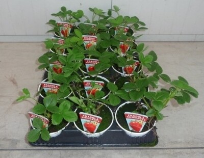Fragola Rifiorente " Ania " , Fragaria x ananassa 'Ania' - vaso Ø 10 cm Fragola Rifiorente " Ania " , Fragaria x ananassa 'Ania' - vaso Ø 10 cm