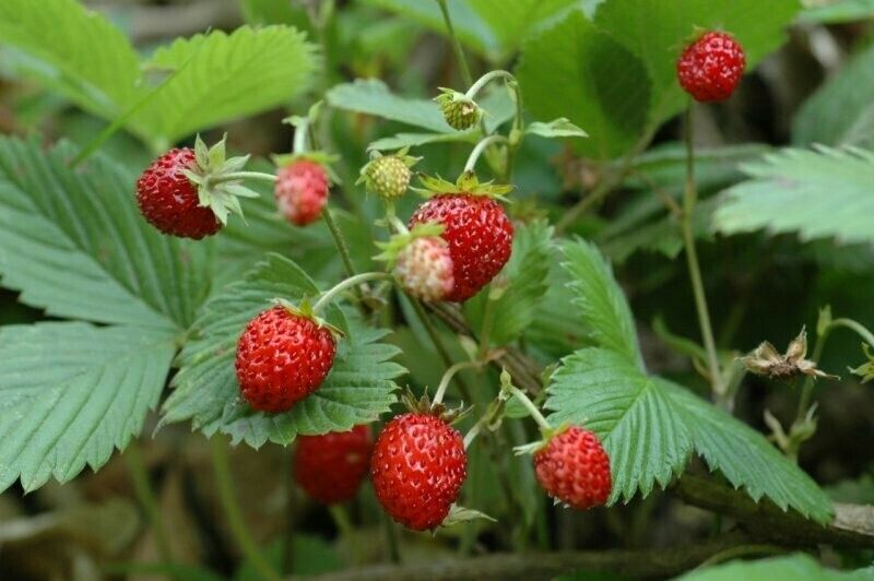 Fragaria vesca - fragolina di bosco - v10