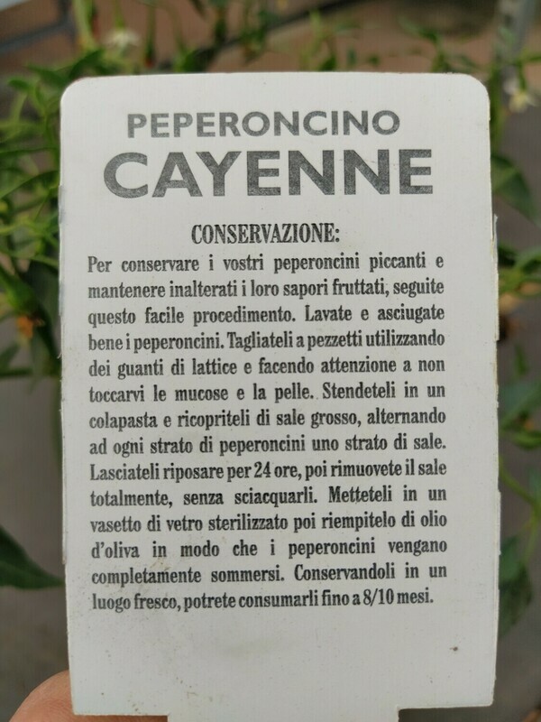 PEPERONCINO PICCANTE CAYENNA RED DEVIL, Capsicum annuum - vaso Ø14 cm