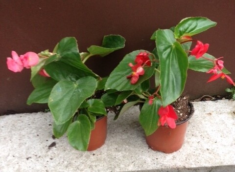 Begonia Dragon - vaso Ø13 cm Begonia Dragon - vaso Ø13 cm