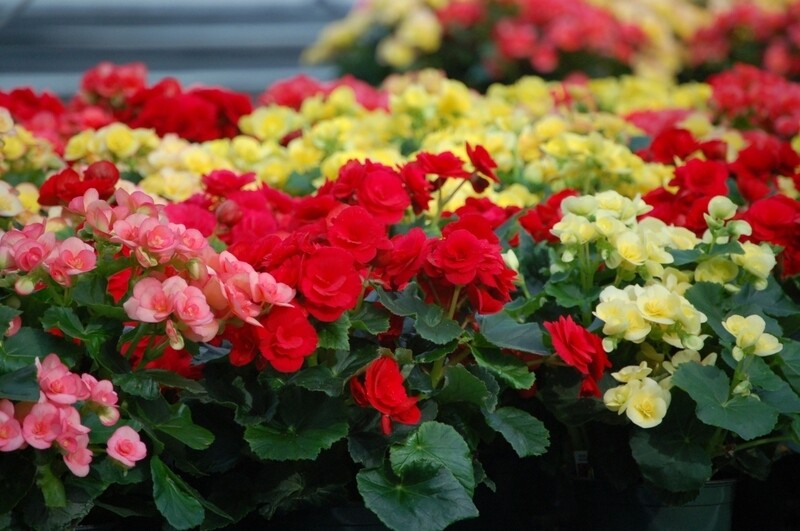 Begonia Elatior - Begonia da fiore - vaso Ø14 cm