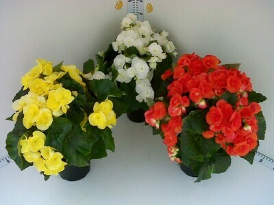 Begonia Elatior - Begonia da fiore - vaso Ø14 cm Begonia Elatior - Begonia da fiore - vaso Ø14 cm