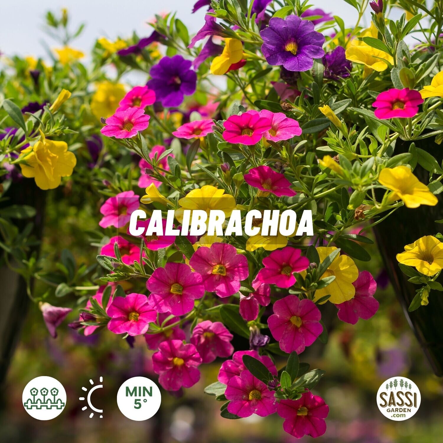 Calibrachoa Million Bells - vaso Ø13 cm