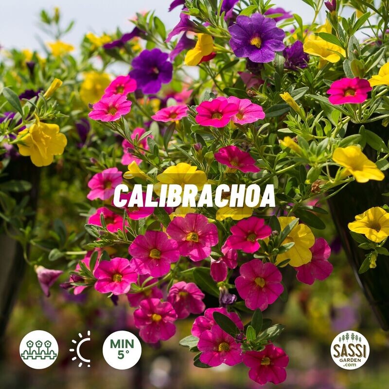Calibrachoa Million Bells - vaso Ø13 cm
