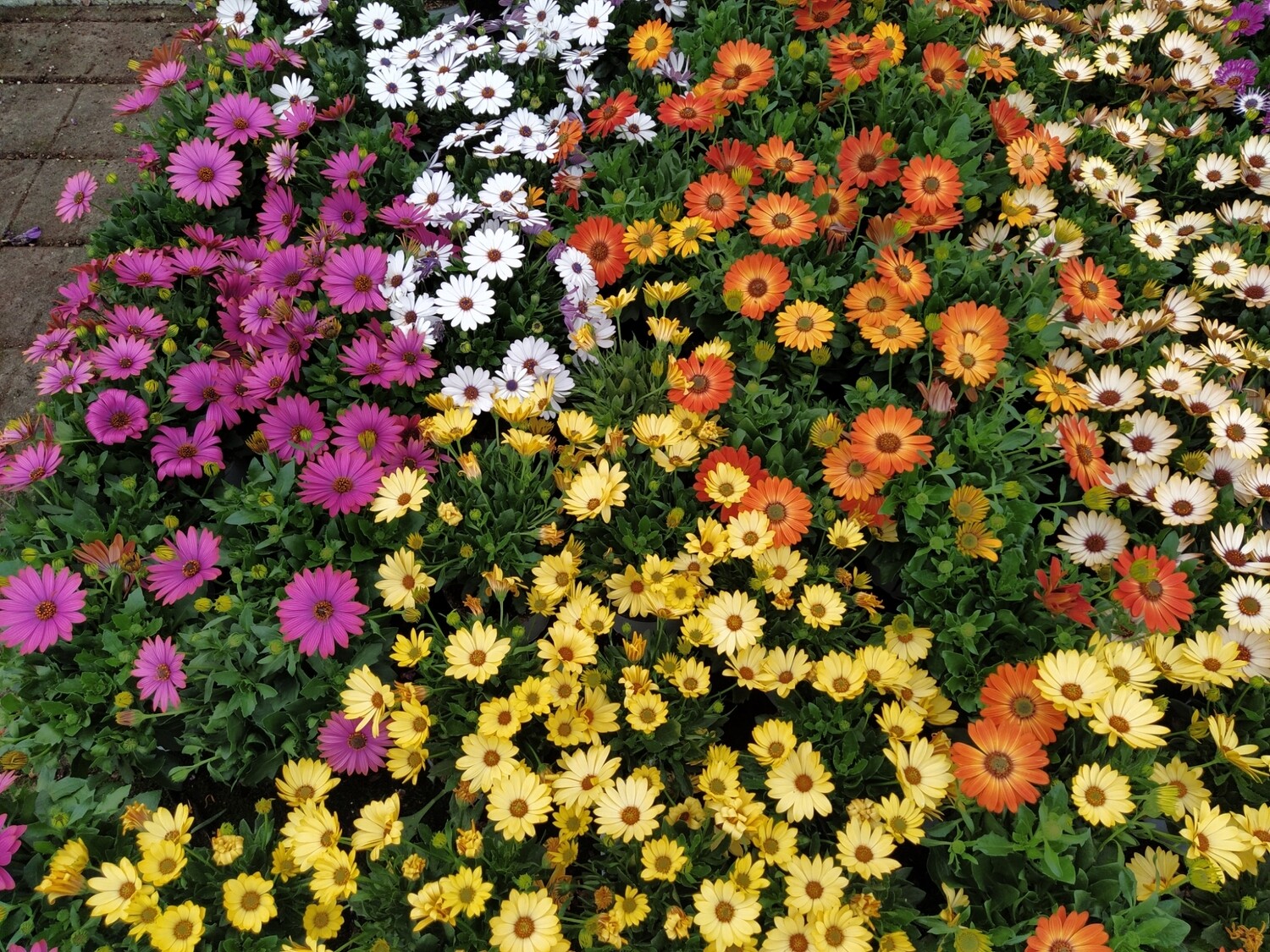 Margherita del Capo, Osteospermum ecklonis, Dimorphoteca, Dimorfoteca - vaso Ø14 cm