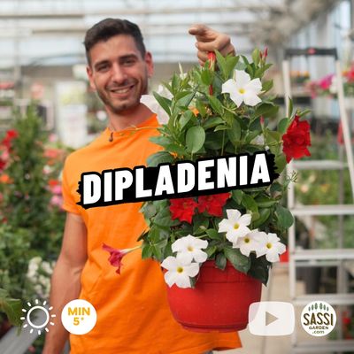 Dipladenia, Mandevilla sanderi, TRICOLORE - basket Ø25 cm Dipladenia, Mandevilla sanderi, TRICOLORE - basket Ø25 cm