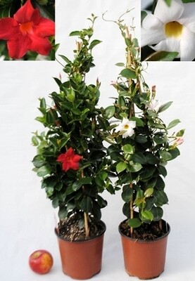 Dipladenia, Mandevilla sanderi - vaso Ø19 cm, h 80