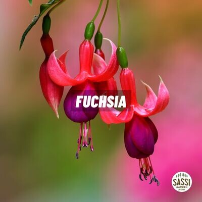 Fuchsia spp., Fucsia - vaso Ø14 cm Fuchsia spp., Fucsia - vaso Ø14 cm