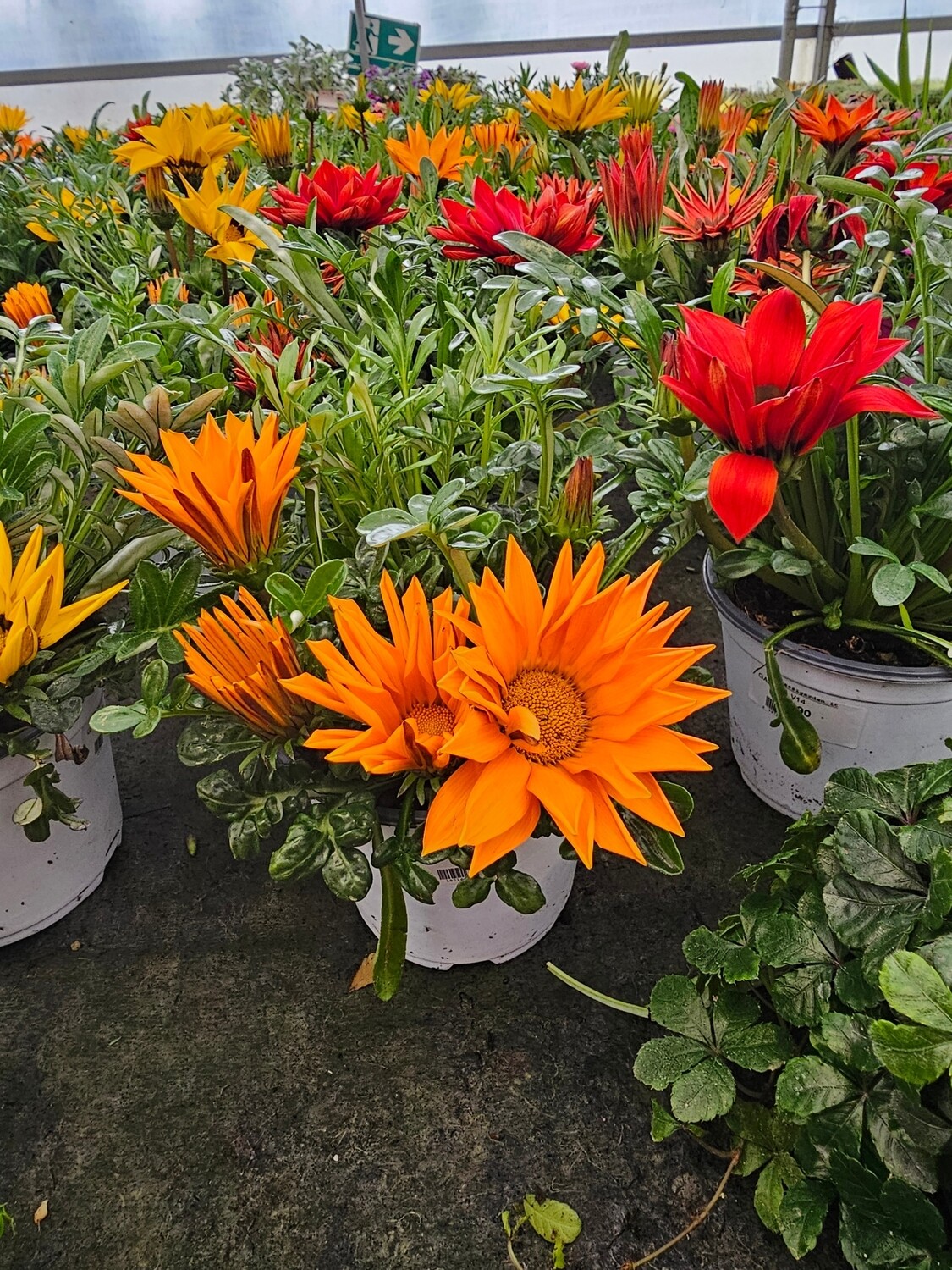 Gazania Linearis - vaso Ø13 cm Gazania Linearis - vaso Ø13 cm