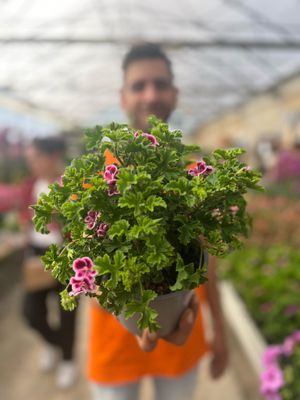 Gerani Macrantha 'Angel eyes', Pelargonium x hortorum, Macranta - vaso Ø13 cm