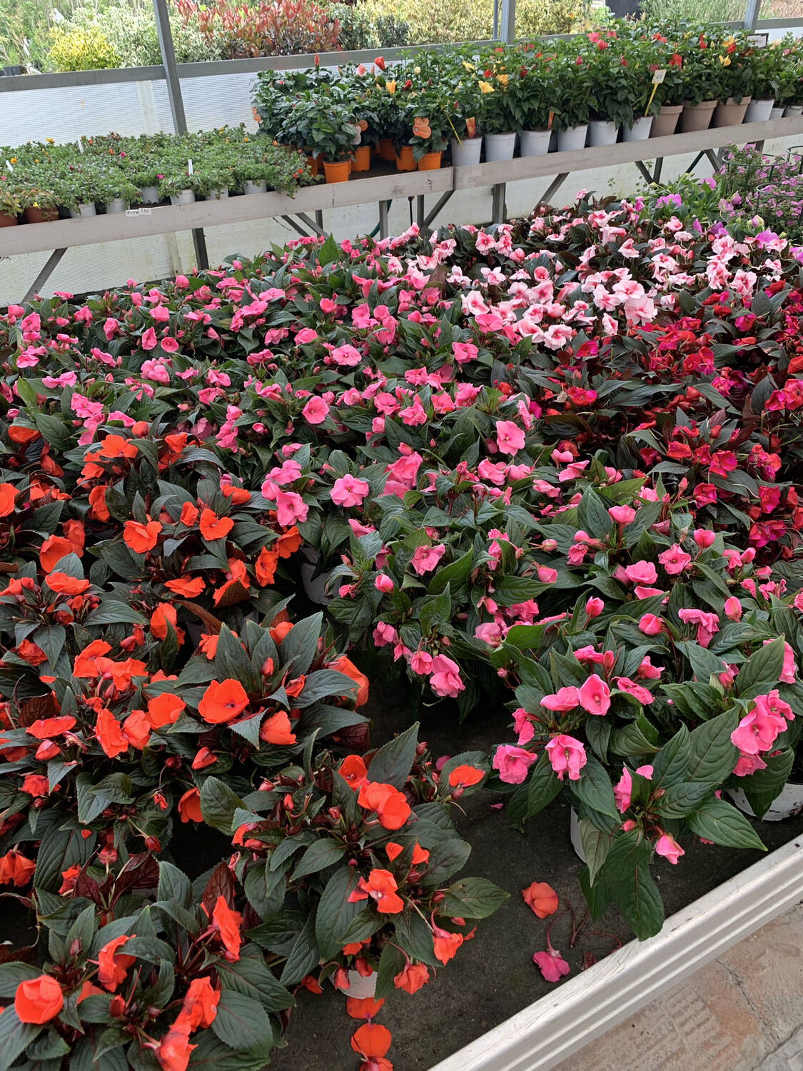 Impatiens Nuova Guinea - vaso Ø13 cm