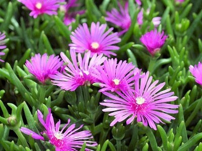Mesembriantemo, Lampranthus productus roseum - vaso Ø14 cm