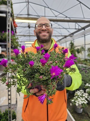 Mesembriantemo, Lampranthus productus roseum - vaso Ø14 cm