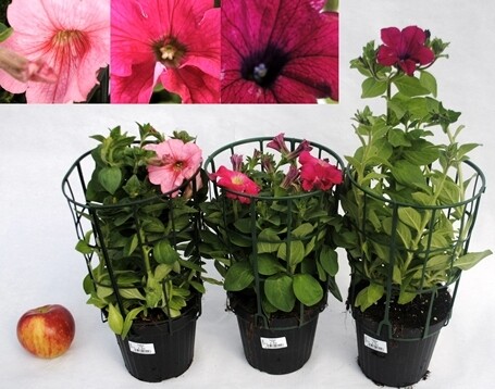 Surfinia, Petunia - pot Ø13 cm