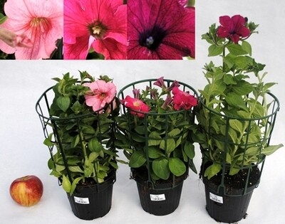 Surfinia, Petunia - pot Ø13 cm
