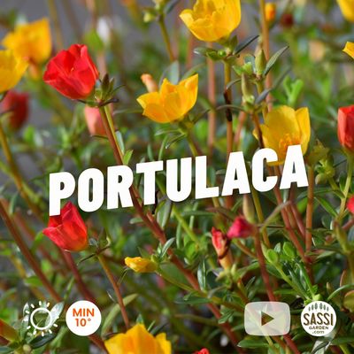 Portulaca umbraticola grandiflora - vaso Ø13 cm