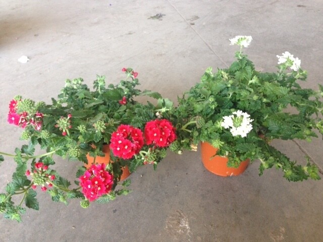 Verbena - vaso Ø13 cm