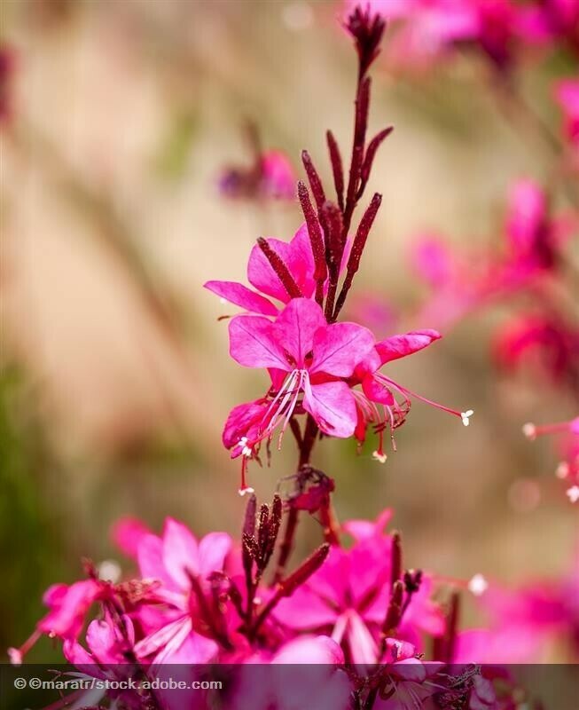 Gaura lindheimeri fucsia - vaso Ø12 cm