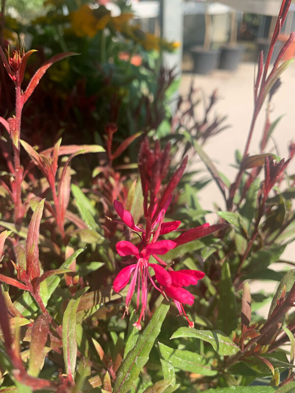 Gaura lindheimeri fucsia - vaso Ø18 cm