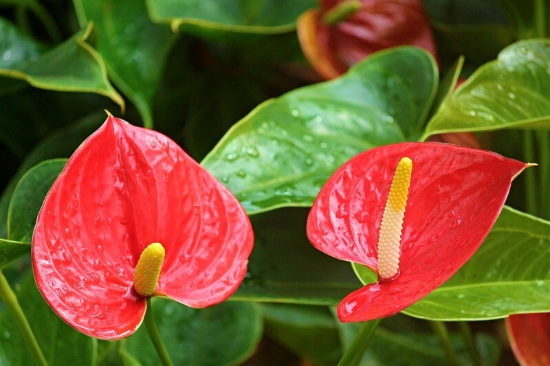 Anthurium - vaso Ø14 cm