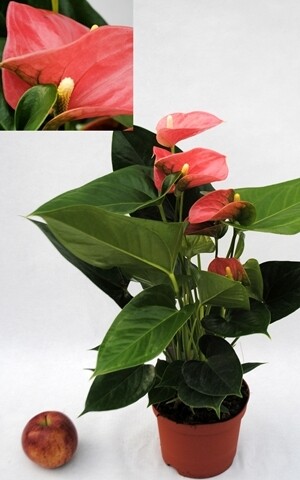 Anthurium - vaso Ø14 cm Anthurium - vaso Ø14 cm