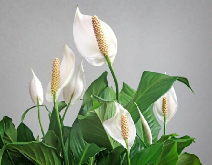 Spathiphyllum wallisii, Spatifillo, Spatifillum, Giglio della Pace - vaso Ø17 cm, h 50-60 cm