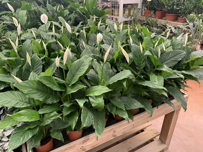 Spathiphyllum wallisii, Spatifillo, Spatifillum, Giglio della Pace - vaso Ø17 cm, h 50-60 cm