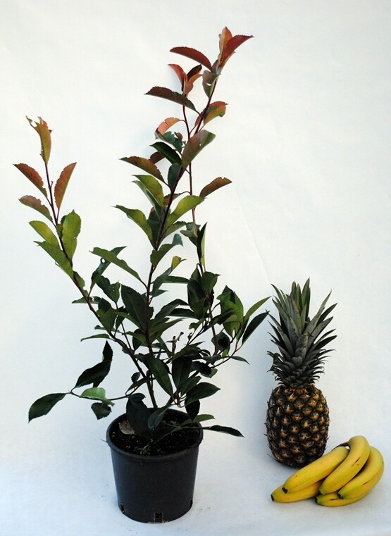Photinia x fraseri, Photinia Red Robin, Fotinia - vaso Ø18 cm, h 60/80 cm