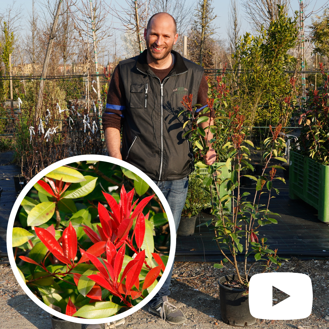 Photinia x fraseri, Photinia Red Robin, Fotinia - vaso Ø18 cm, h 60/80 cm Photinia x fraseri, Photinia Red Robin, Fotinia - vaso Ø18 cm, h 60/80 cm