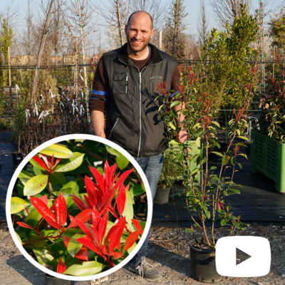 Photinia x fraseri, Photinia Red Robin, Fotinia - vaso Ø18 cm, h 60/80 cm Photinia x fraseri, Photinia Red Robin, Fotinia - vaso Ø18 cm, h 60/80 cm