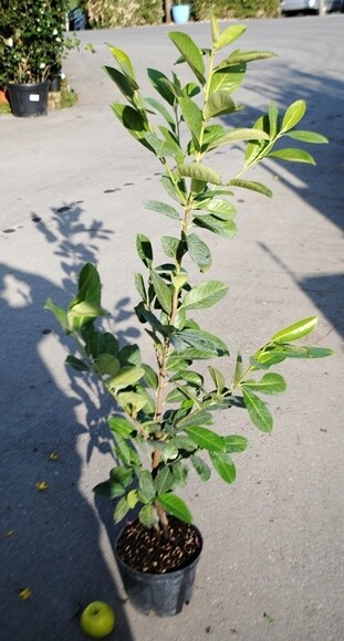 Lauroceraso, Prunus Laurocerasus, Lauro, Siepe - vaso Ø24 cm, h 110-120 cm Lauroceraso, Prunus Laurocerasus, Lauro, Siepe - vaso Ø24 cm, h 110-120 cm