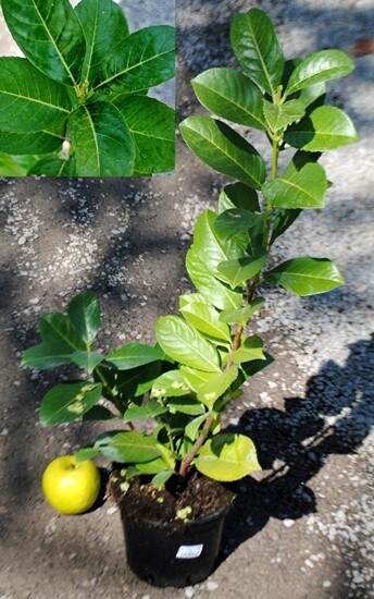 Lauroceraso, Prunus Laurocerasus, Lauro, Siepe - vaso Ø18 cm, h 55/60 cm Lauroceraso, Prunus Laurocerasus, Lauro, Siepe - vaso Ø18 cm, h 55/60 cm