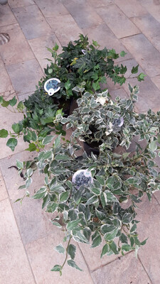 Hedera Canariensis  Edera da interno - vaso Ø13 cm