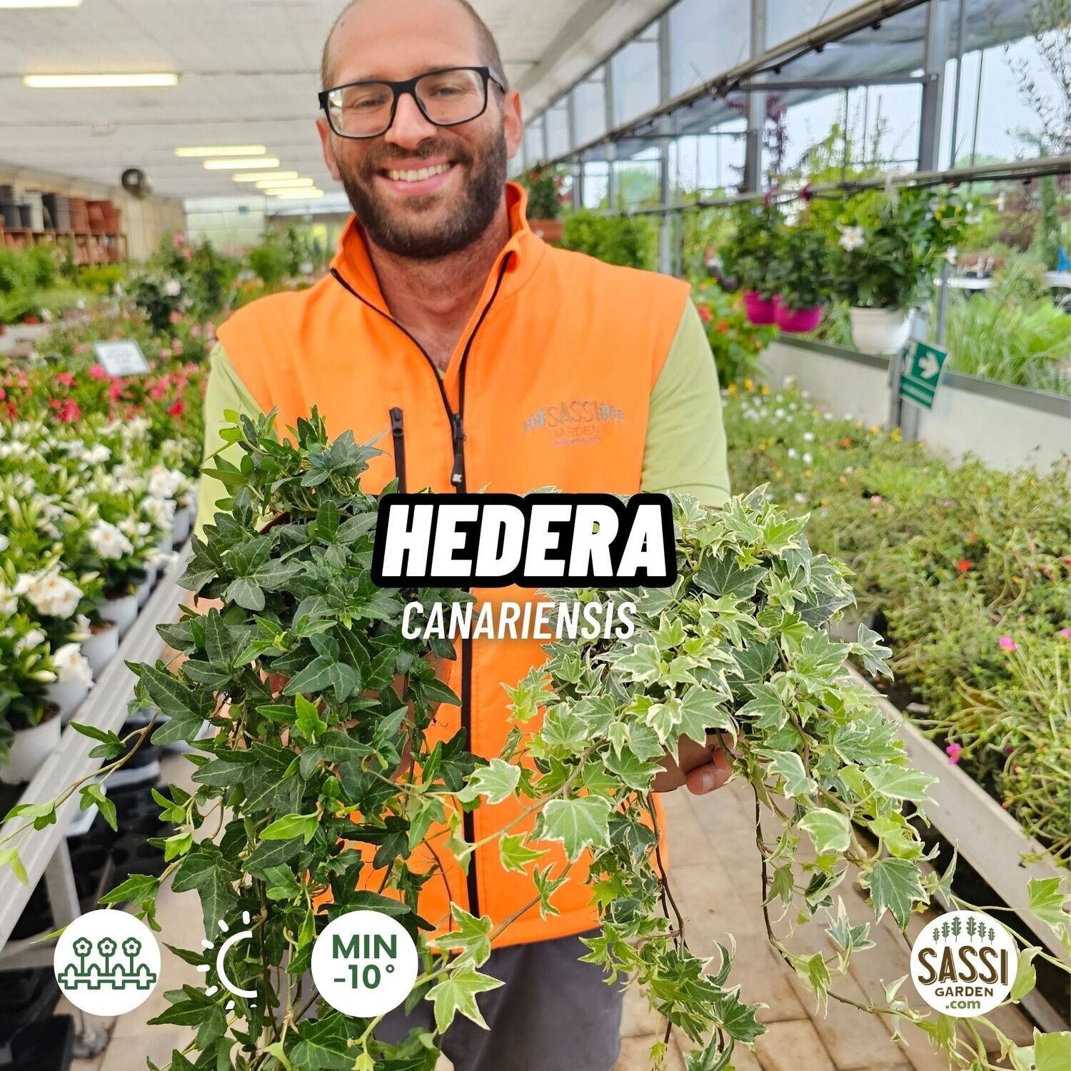 Hedera Canariensis  Edera da interno - vaso Ø13 cm