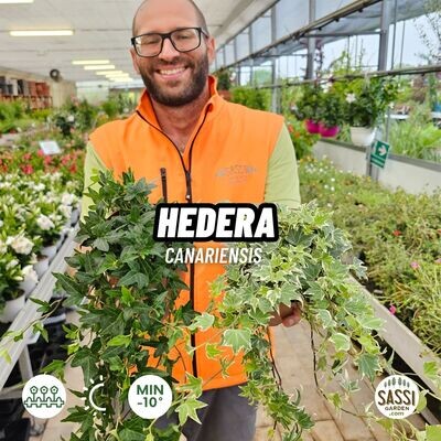 Hedera Canariensis  Edera da interno - vaso Ø13 cm