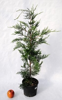Cipresso Leyland, Cupressocyparis leylandii - vaso Ø18 cm, h 80
