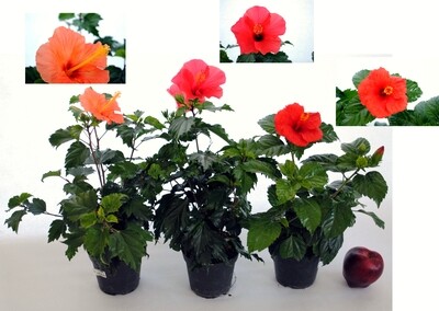 Ibisco, Hibiscus rosa sinensis - vaso Ø14 cm