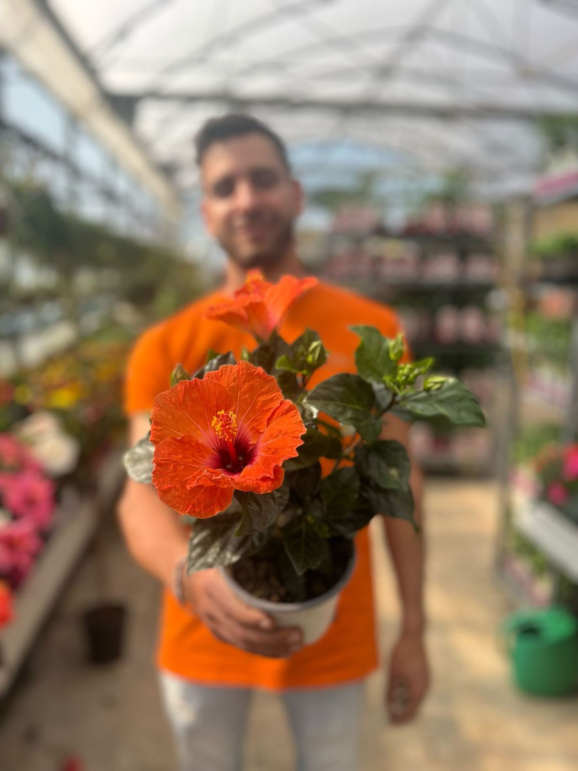 Ibisco, Hibiscus rosa sinensis - vaso Ø14 cm