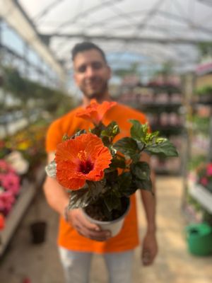 Ibisco, Hibiscus rosa sinensis - vaso Ø14 cm