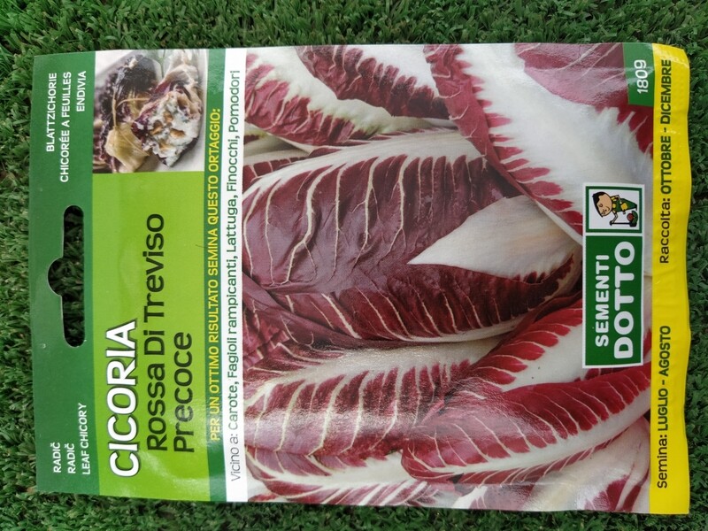 Cicoria Rossa di Treviso precoce - Busta semi Cicoria Rossa di Treviso precoce - Busta semi