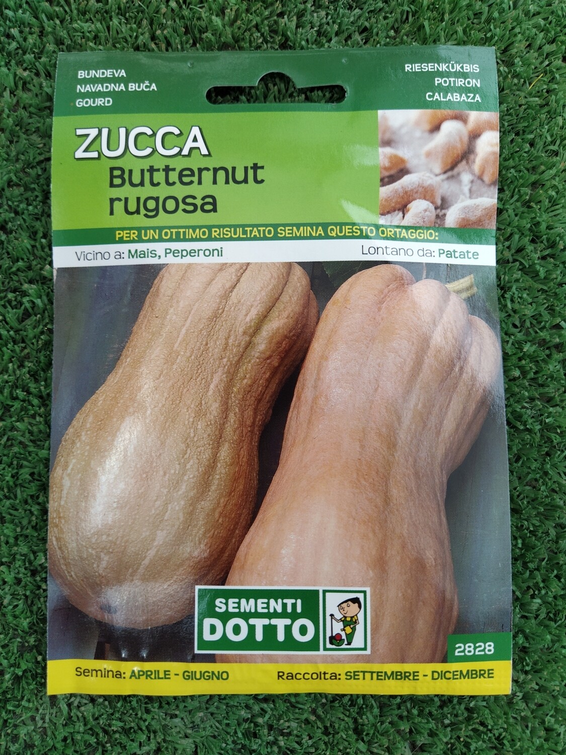Cucurbita moschata, Zucca Butternut - Busta semi Cucurbita moschata, Zucca Butternut - Busta semi