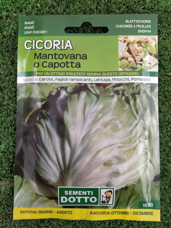 Cicoria Mantovana - Busta semi Cicoria Mantovana - Busta semi