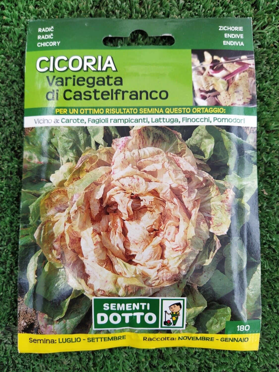 Cicoria Variegata di Castelfranco - Busta semi Cicoria Variegata di Castelfranco - Busta semi