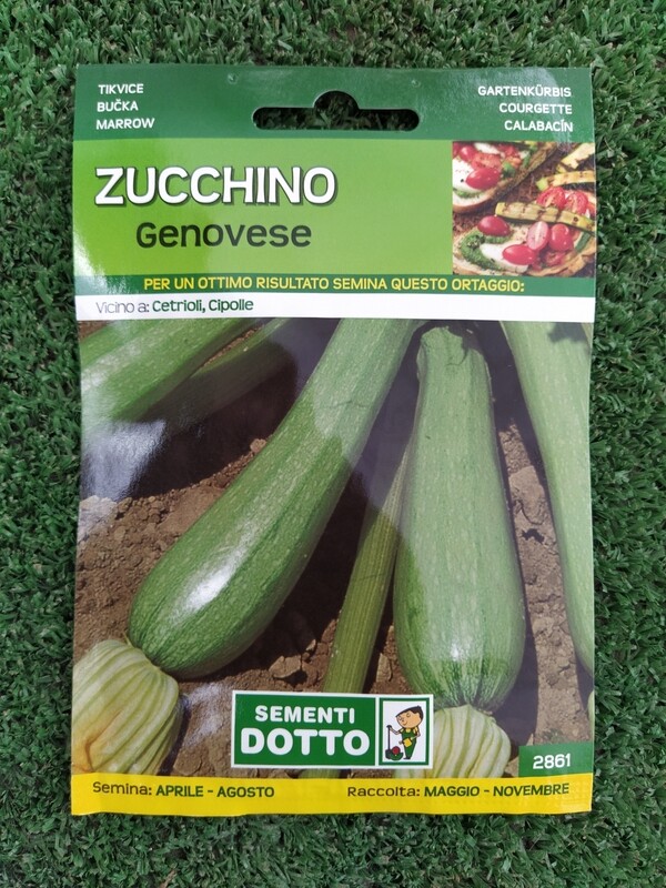 Cucurbita pepo subsp. pepo, Zucchino Genovese - Busta semi Cucurbita pepo subsp. pepo, Zucchino Genovese - Busta semi