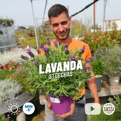 Lavanda Stoechas, Lavandula Selvatica - vaso Ø14 cm