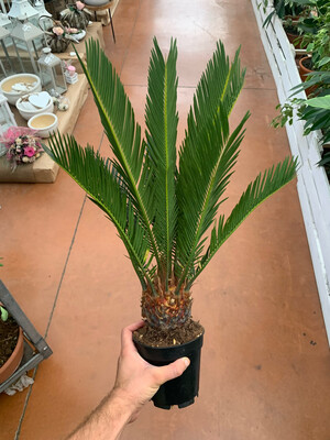 Cycas Revoluta, Cicas - vaso Ø14 cm