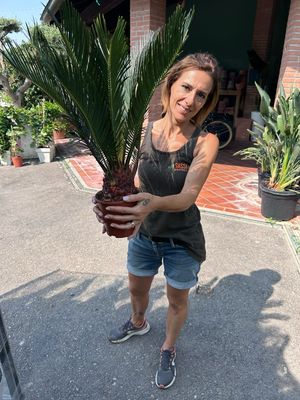 Cycas Revoluta, Cicas - vaso Ø14 cm