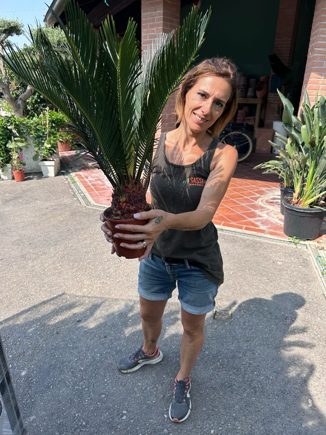 Cycas Revoluta, Cicas - vaso Ø14 cm