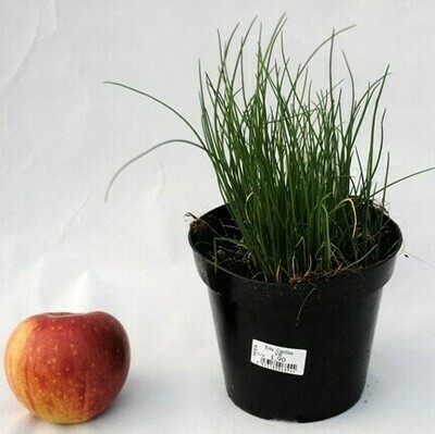 Erba Cipollina, Allium shoenoprasum - vaso Ø14 cm